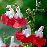 6 x Salbei 'Hot Lips' - Salvia Microphylla 'Hot Lips' Topf 9x9cm: Heißblütige Pflanze für Ihren Garten