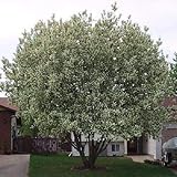 PLAT FIRM GERMINATIONSAMEN: 50 Kirschbaum Samen, Prunus Padus