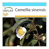 SAFLAX - Geschenk Set - Echter Teestrauch - 6 Samen - Camelia sinensis
