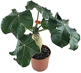 Jatropha podagrica - wunderschöne Flaschenpflanze mit gut entwickelten Caudex - exotische Zimmerpflanze