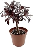 Fangblatt - Aeonium arboreum var. atropurpureum - verzweigtes, schwarzes Rosetten Dickblatt - zauberhafte Kanarenrose für den sonnigen Fensterplatz