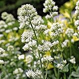6 x Weißblühende Spornblume - Centranthus Ruber 'Albus' Topf 9x9cm: Weiße Blüten, trockenheitsresistent, für naturnahe Gärten.