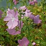 Rosen Malve Fastigiata - Malva alcea - Gartenpflanze