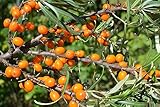 100 Samen Sanddorn Hippophae rhamnoides Frucht Baum Strauch Schlehe Wild Obst
