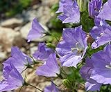 Karpaten-Rundblättrige Glockenblume, tussock Bellflower Samen - Campanula carpatica