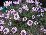 50+ Aethionema Perser-Felsen-Kresse/Evergreen Perennial Blumensamen