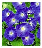 BALDUR Garten Trichterwinde 'Blue Hardy', 1 Pflanze, Ipomoea indica, Kletterpflanze winterhart Prunkwinde, Wasserbedarf gering, blühen den ganzen Sommer