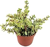 Fangblatt - Portulacaria afra 'variegata' - der weiß-grüne Jadebaum aus Südafrika - bezaubernde Sukkulente - pflegeleichte Zimmerpflanze - idealer Bonsai für Ihr Zuhause
