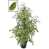 Birkenfeige - Ficus Benjamina Golden King 140-150 cm Zimmerpflanze