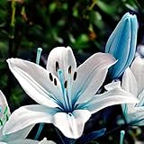Haloppe 50 Stück blaue, seltene Lilienknollen, Blumen, Pflanzen, Samen für das Pflanzen im Hausgarten, blaue, seltene Lilienknollen, Samen zum Pflanzen von Lilien, Blumen, Zuhause, Bonsai, Gartende