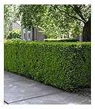 BALDUR Garten Eiben-Hecke, 1 Pflanze, Taxus baccata, winterhart, Heckenpflanze, immergrün, für Standort im Schatten geeignet, Sichtschutz, weiche Nadeln
