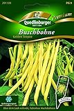 Bohnen Busch- Golden Teepee - Phaseolus vulgaris L. var. nanus QLB Premium Saatgut Bohnen