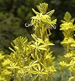 Junkerlilie - Asphodeline lutea - Gartenpflanze
