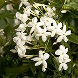 Jasmin Pflanze Duftend Winterhart Blumensamen Gartenpflanzen Winterhart MehrjäHrig Echter Duft Jasmin Pflanze Balkon Blumen Deko Kletterpflanzen Bonsai Samen Gartenblumen Geschenke 20 Jasmin Samen