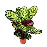 Exotenherz - XXL-Schattenpflanze mit ausgefallenem Blattmuster - Calathea roseapicta - 19cm Topf - ca. 60-80cm hoch