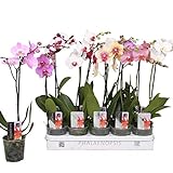 5 Stück Phalaenopsis 50-60 cm / 1 Trieb Blüten - Orchideen - Topforchidee