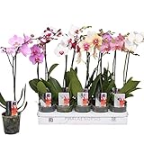 5 Stück Phalaenopsis Orchidee 50-60 cm - 1 Trieb, pflegeleicht, blühfreudig, ideal für Zimmer, Büro & Geschenk