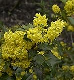Mahonie 30-40cm - Mahonia aquifolium - Gartenpflanze