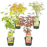 Bloomique - Acer mix - 4 Stücke - Winterharte Pflanzen - Japanischer Ahorn - Baum - Gartenpflanzen Winterhart - ⌀ 10,5 cm - 30 cm