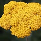 Blumixx Stauden Achillea Filipendulina-Hybr. 'Coronation Gold' - Schafgarbe gelb