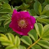 Wildrose - Rosa rugosa - rosa - Duft++ - Kartoffelrose - Apfelrose - Japanrose - Hagebutte Preis nach Stückzahl Einzelpreis
