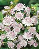 Astrantia major 'Buckland' P1 - Große Sterndolde, Winterhart, Blütenrosa Gartenstaude, Bienennährpflanze, Schattenverträglich
