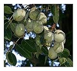 Sclerocarya birrea ssp caffra - Marula-Baum - Elefantenbaum - 3 Samen