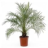 Plant in a Box - Phoenix roebelenii - Höhe 80-90cm - Zwergdattelpalme -Luftreinigende Zimmerpflanze groß - Topf 21cm