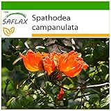 SAFLAX - Afrikanischer Tulpenbaum - 30 Samen - Mit keimfreiem Anzuchtsubstrat - Spathodea campanulata