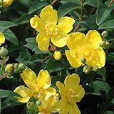 Johanniskraut 'Hidcote' - Hypericum 'Hidcote' 30-40 cm Topf - Gelbe Blüten und dekoratives Laub