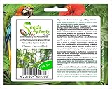 Stk - 10x Archontophoenix alexandrae Alexandra Palme Garten Pflanzen - Samen ID349 - Seeds & Plants Shop by Ipsa