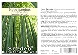 Seedeo® Moso Bambus (Riesenbambus) Phyllostachys edulis ca. 80-100 Samen