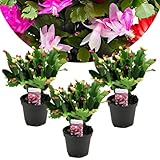 Plant in a Box - Schlumbergera Tricolor - 3er Set Weihnachtskakteen - Farbenfroh blühende Zimmerpflanze - Topf 9cm - Höhe 15-25cm