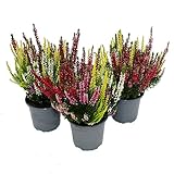 Mehrfarbige Calluna vulgaris - Set mit 3 Pflanzen - Besenheide - Heidekraut - winterhart - 11cm Topf - zwei Farben pro Topf (Twins)