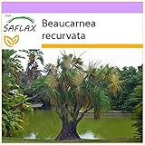 SAFLAX - Elefantenfuß/Flaschenbaum - 10 Samen - Beaucarnea recurvata