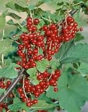 Ribes rubrum 'Jonkheer van Tets' - Rote Johannisbeere, 2L Topf, Winterhart, Frühe Ernte, 30-40cm Hoch, Saftige Beeren