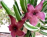 Generic 71 Stapelia Grandiflora ** Grande Beautiful !! ***** / Cactus Succulente