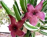 Generic 71 Stapelia Grandiflora ** Grande Beautiful !! ***** / Cactus Succulente