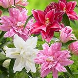 CSL sunrise 5 Stück ' gefüllte Lotus Lilien' Mixfarben stark duftend winterhart und mehrjährig Lilienzwiebeln, Blumenzwiebeln, bienenfreundlich, schmetterlingsfreundlich