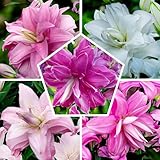 10 Orientalisch Lotus Lilien Zwiebeln Kollektion, 5 duftend Sorten, 2 von jeder Farbe, Mehrjährig und Winterhart Blumenzwiebeln Lilien Mix (kein Samen), Mischung aus Holland für Garten