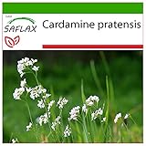 SAFLAX - Heilpflanzen - Wiesenschaumkraut - 100 Samen - Mit keimfreiem Anzuchtsubstrat - Cardamine pratensis