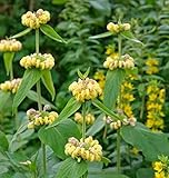 Hellgelbes Brandkraut - Phlomis russeliana - Gartenpflanze