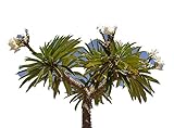 Madagaskar Palme 10 frische Samen -pachypodium lamerei-