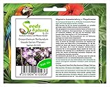Stk - 10x Drosanthemum floribundum Staude Garten Pflanzen - Samen B1335 - Seeds & Plants Shop by Ipsa