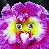 Haloppe 100 Stück Papagei Gesicht Orchidee Blumen Pflanzen Samen für Hausgarten Pflanzen, Papagei Gesicht Orchidee Samen Duftpflanze Home Office Garten Bonsai Decor Orchideensamen