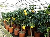 gruenwaren jakubik echter Zitronenbaum 70-100 cm Zitrone Citrus Limon Zitruspflanze