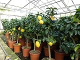 gruenwaren jakubik echter Zitronenbaum 70-100 cm Zitrone Citrus Limon Zitruspflanze