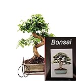 Genki-Bonsai Anfänger Bonsai-Set chin. Liguster (ca. 30cm, 4-teiliges Set) + Schere, Untersetzer & Bonsaibuch - Bonsai Starterpaket Komplettset