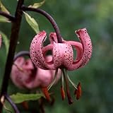 Plant World Seeds - Lilium Martagon (pink) Seeds