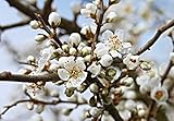 Schlehe Schwarzdorn Prunus spinosa Topf gewachsen winterhart und schnittverträglich (80-100cm)